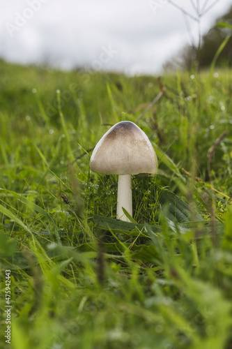 Vertical closeup of Volvopluteus gloiocephalus, stubble rosegill. photo