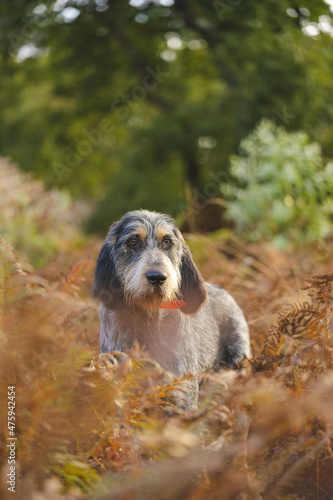 Vertical closeup of the Spinone Italiano dog in the meadow. photo