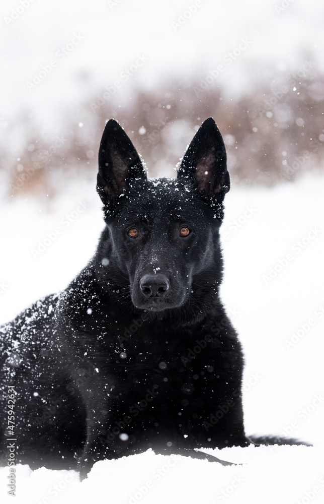 Black German Shepherd Black German Shepherd