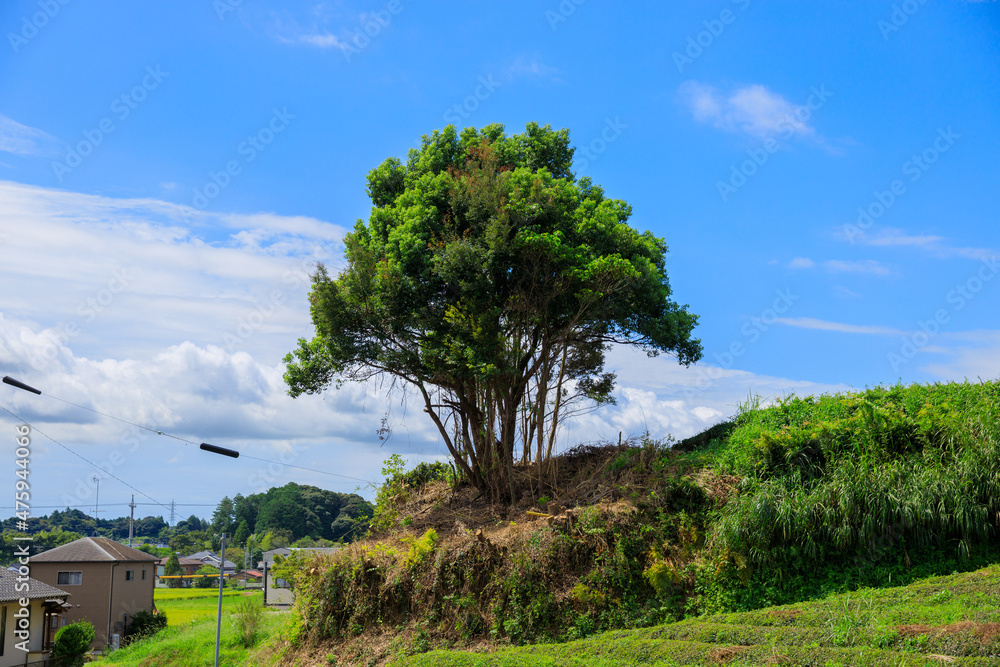 Obraz premium 日常