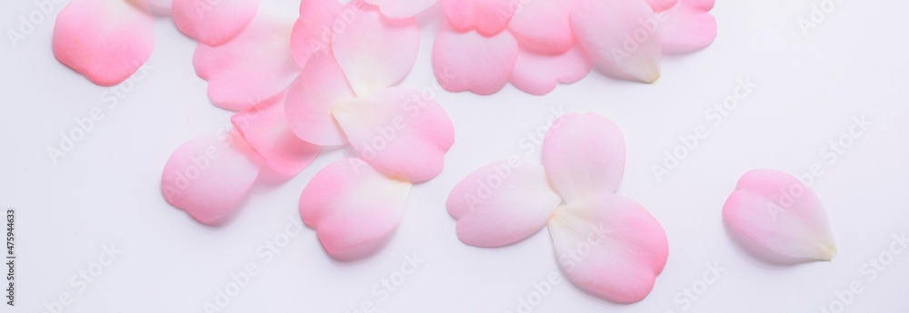 ピンクの椿の花びら、白背景、ソフトフォーカス、ツバキの花びら