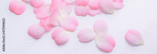 ピンクの椿の花びら、白背景、ソフトフォーカス、ツバキの花びら