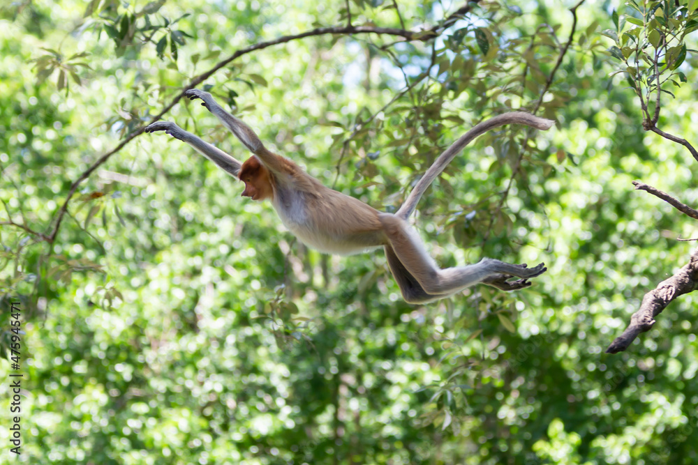 The proboscis monkey (Nasalis larvatus) or long-nosed monkey is a reddish-brown arboreal Old World monkey with an unusually large nose. It is endemic to the southeast Asian island of Borneo. - obrazy, fototapety, plakaty 