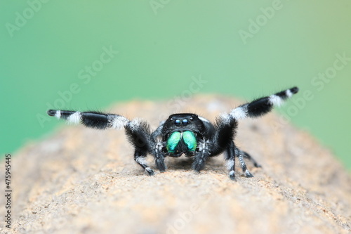 Phidippus regius male