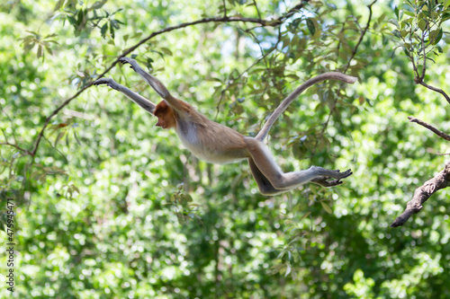 The proboscis monkey (Nasalis larvatus) or long-nosed monkey is a reddish-brown arboreal Old World monkey with an unusually large nose. It is endemic to the southeast Asian island of Borneo. photo