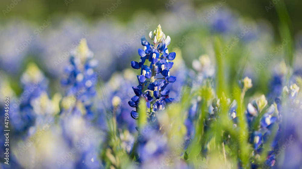 Blue Beauties of Texas Blue Beauties of Texas