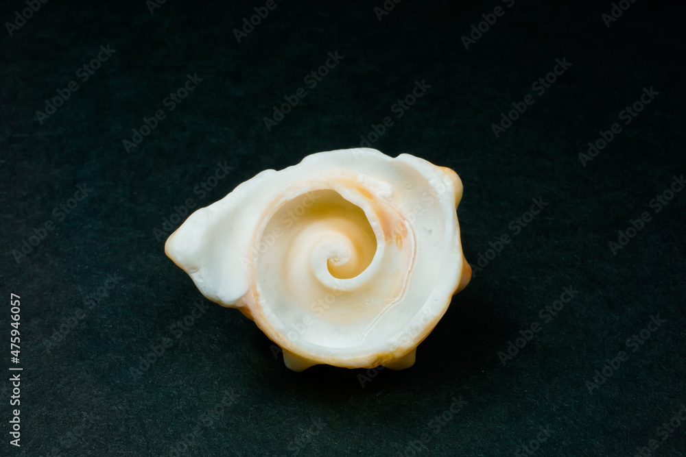 Apple murex seashell on black Apple murex seashell on black
