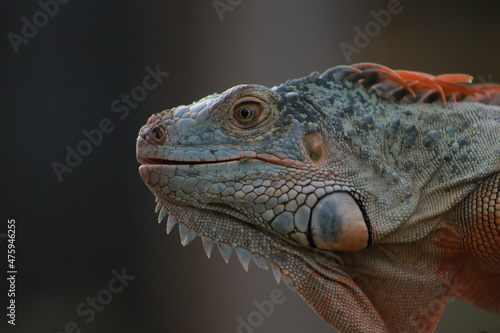 close up portrait of a lizard