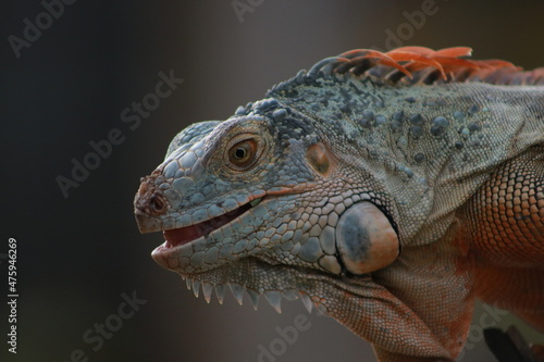 portrait of iguana © Syukra