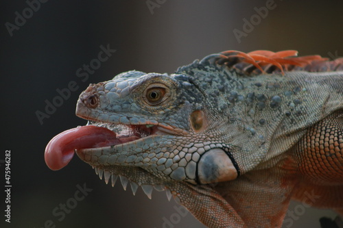 close up of a lizard