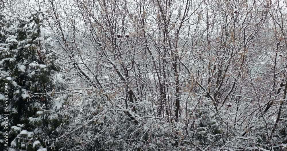 Falling snow in winter, forest edge Falling snow in winter, forest edge