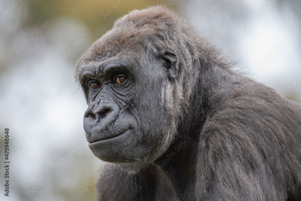 Female Western Low Land Gorilla Female Western Low Land Gorilla
