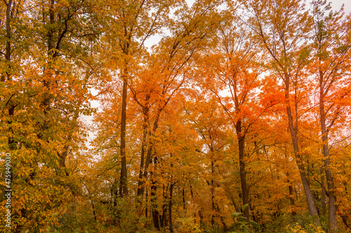 Colorful beautiful Autumn landscaping Ottawa Ontario Canada