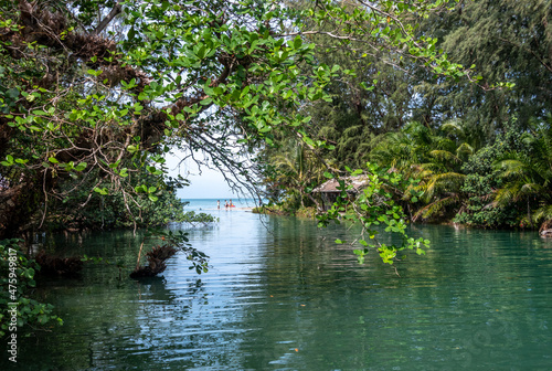 Lagoon and jungle trees and plants in tropical Thailand