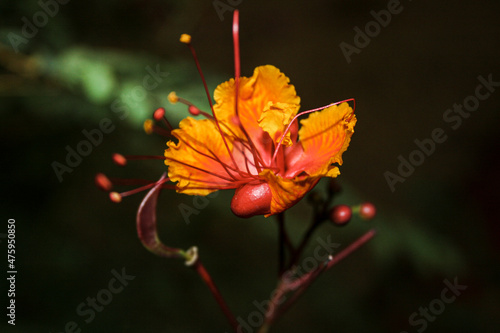 Closeup flower blooming