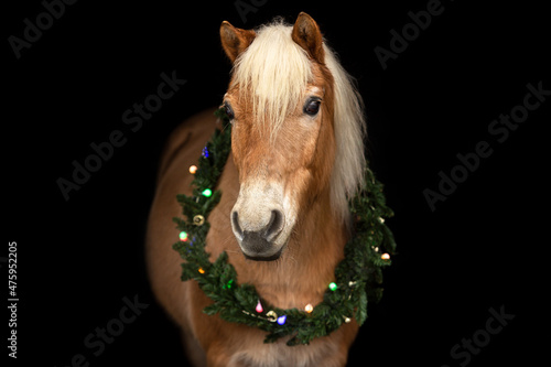 A haflinger pony with an advent wreath around it´s neck on black background © Annabell Gsödl
