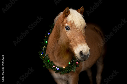 A haflinger pony with an advent wreath around it´s neck on black background © Annabell Gsödl