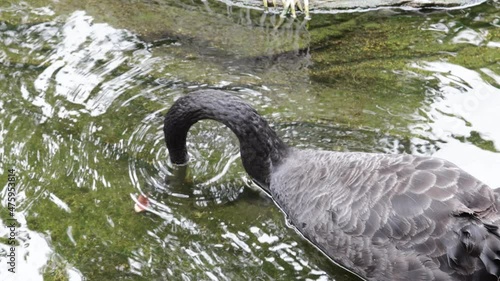 Black swan or Cygnus atratus in a lake photo