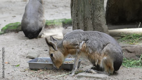 The Chacoan mara is enjoying its meal at the zoo, the Chacoan mara is a relatively large rodent from the South American family. They are close relatives of the Patagonia mara photo