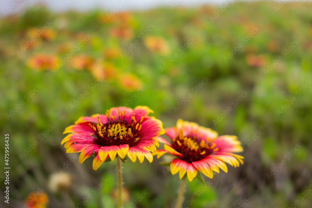 Close up shot of Gaillardia pulchella blossom Close up shot of Gaillardia pulchella blossom
