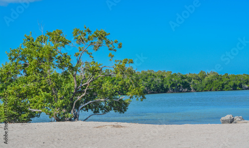 Mangroves in the Florida Keys on Sombrero Beach, Marathon, Florida © Norm