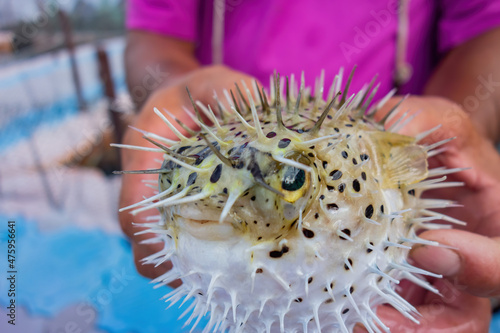 Close up shot of people holding a cute Fugu
