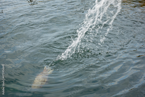 Close up shot of fishing a squid © Kit Leong