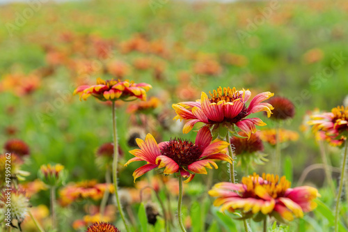 Close up shot of Gaillardia pulchella blossom