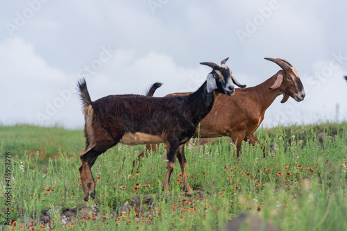Goat standing on a glass field at Penghu