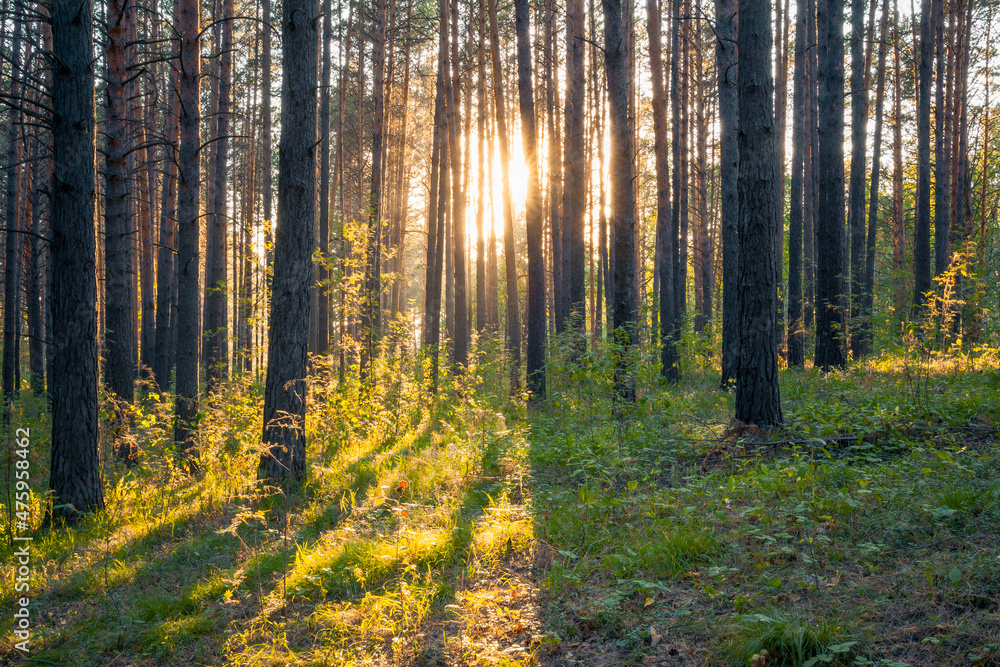 Obraz premium sunset in the woods