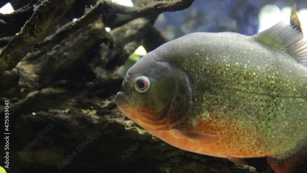 red piranha fish swimming red piranha fish swimming