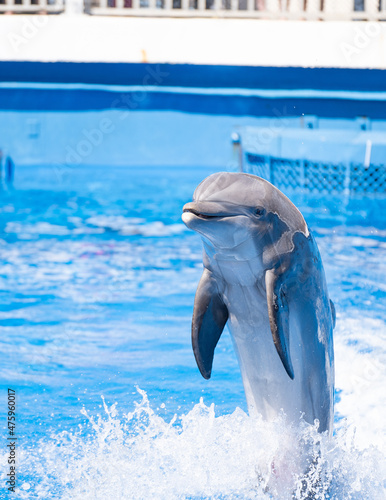 Canvas Selective focus shot of a dolphin in a swimming pool
