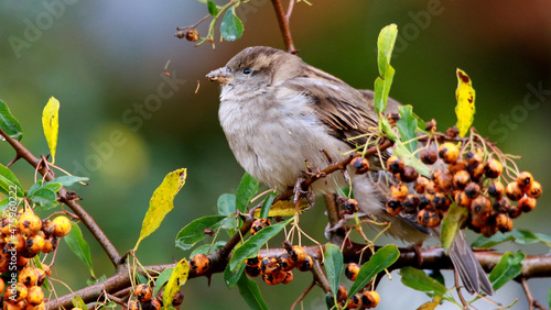Fotografiet Selective focus shot of a sparrow on a firethorn branch