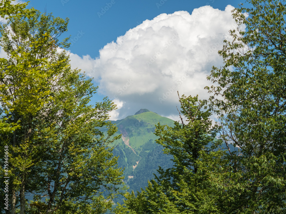 Mountains with thick clouds between trees in Sochi