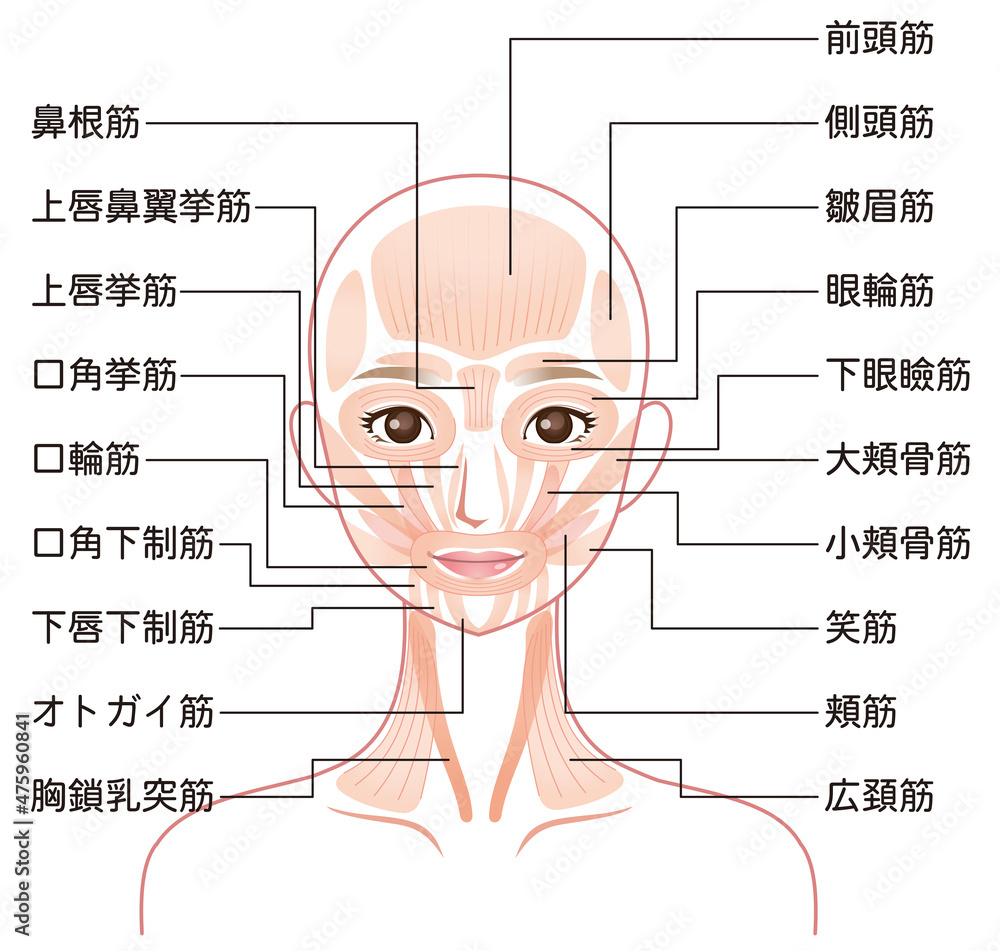 Obraz premium 顔の筋肉の仕組み 美容 医療