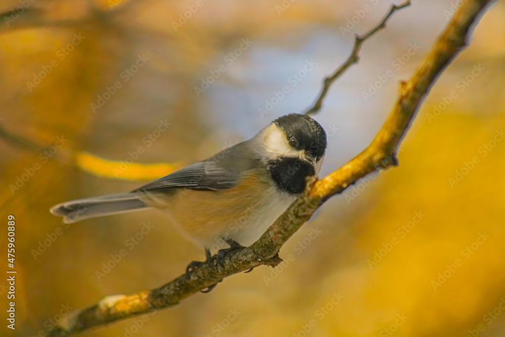 Obraz premium A bird picture photographed at Wye marsh Wildlife centre, Ontario, Canada.
