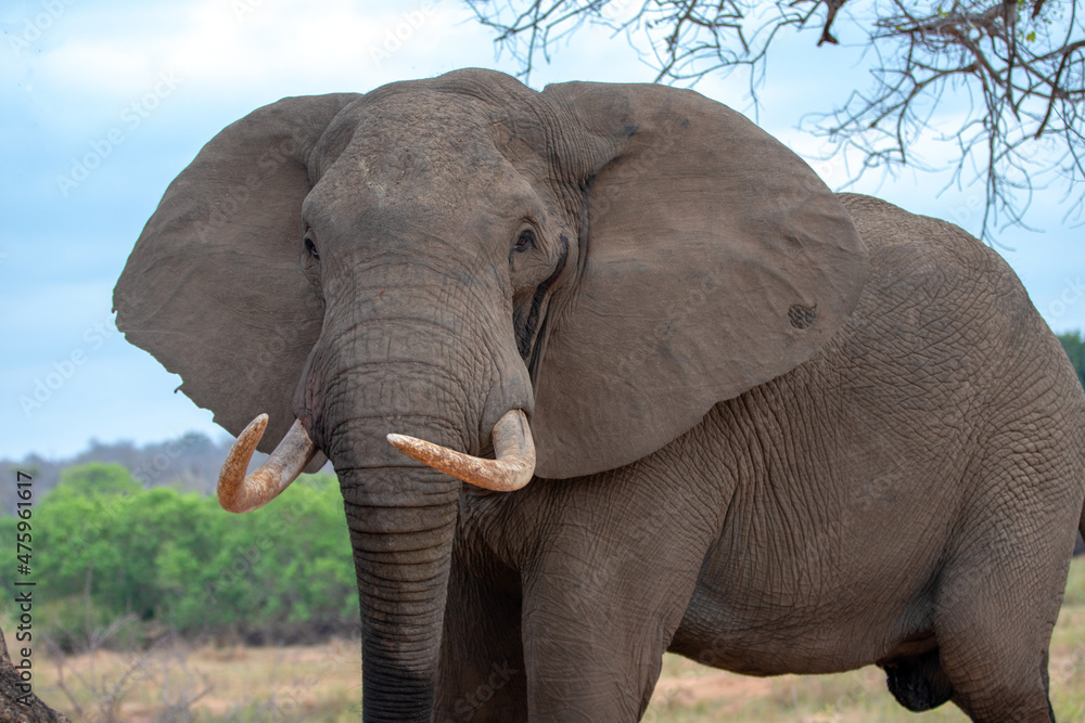 Obraz premium African Elephant Bull with hole in ear in musth in Kruger National Park in South Africa RSA