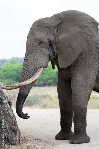 African Elephant Bull in musth in Kruger National Park in South Africa RSA photo