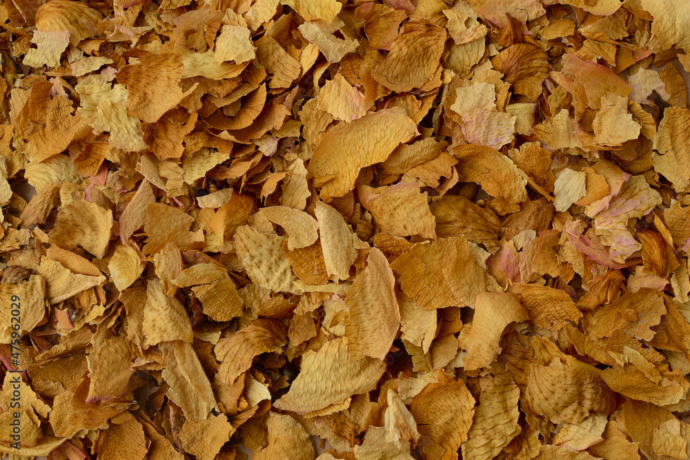 Background of dried petals of yellow or tea roses. Dry yellow leaves backdrop vintage floral texture Background of dried petals of yellow or tea roses. Dry yellow leaves backdrop vintage floral texture