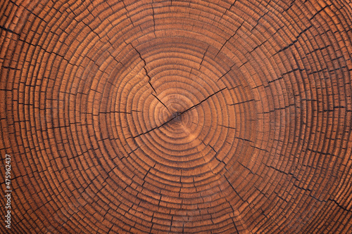 brown wooden stump texture, annual rings background