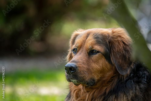 Lovely crossbred dog potrait in the outdoors. Smart and concentrated look of a pet, bright sunny day in the woods. Selective focus on the details, blurred background.