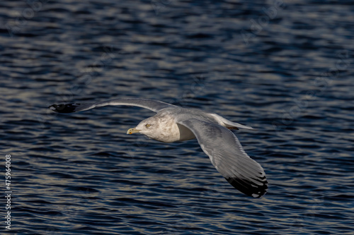 The American herring gull or Smithsonian gull (Larus smithsonianus or Larus argentatus smithsonianus) in flight