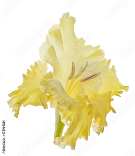 Fototapeta Naklejka Na Ścianę i Meble -  bloom of yellow bright gladiolus isolated on white