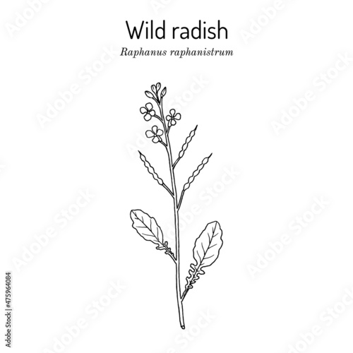 Wild radish Raphanus raphanistrum , medicinal plant