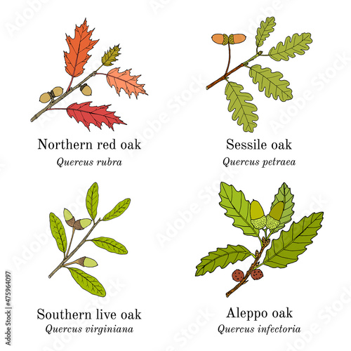 Set of different oak branches photo