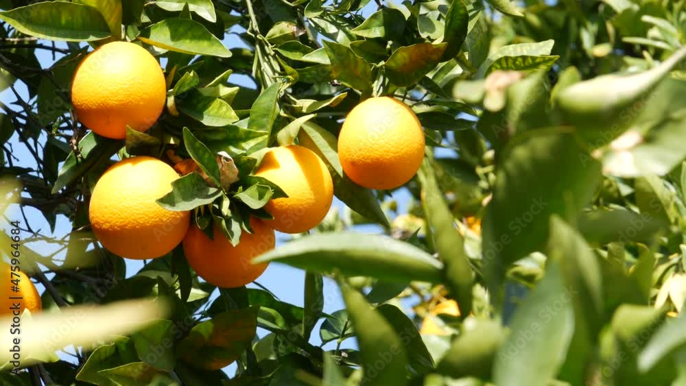 Citrus orange fruit on tree, California USA. Spring garden, american local agricultural farm plantation, homestead horticulture. Juicy fresh leaves, exotic tropical harvest on branch. Springtime sky. Citrus orange fruit on tree, California USA. Spring garden, american local agricultural farm plantation, homestead horticulture. Juicy fresh leaves, exotic tropical harvest on branch. Springtime sky.