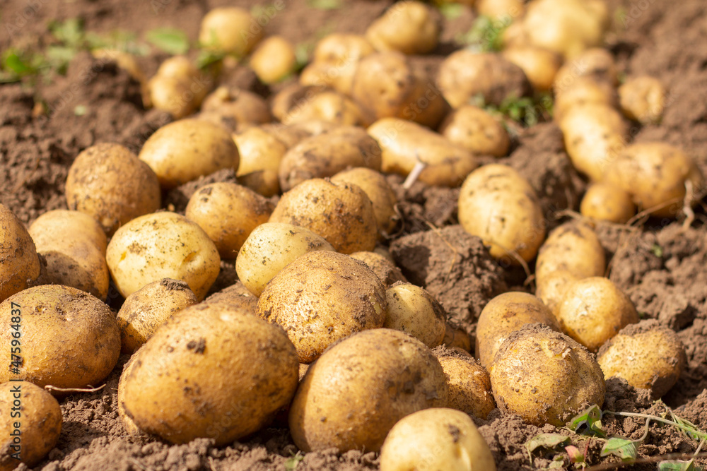 Fresh organic potatoes in a field on the ground.Harvesting. Fresh organic potatoes in a field on the ground.Harvesting.