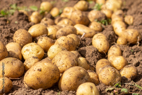 Fresh organic potatoes in a field on the ground.Harvesting.