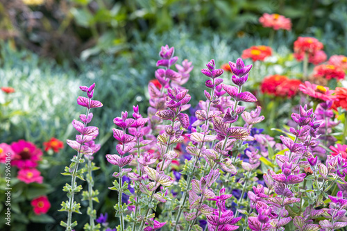 Group of Beautiful violet salvia viridis flowers with green leaves on the flower bed in a garden in autumn photo