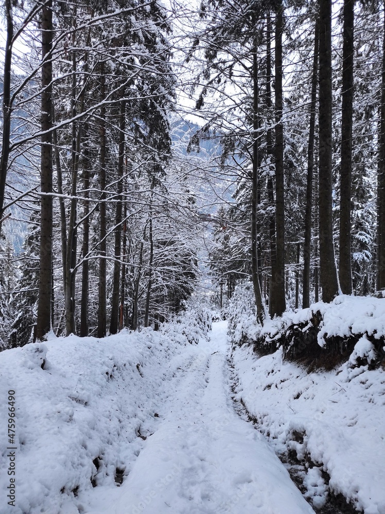 beautiful winter landscape. winter forest in the snow beautiful winter landscape. winter forest in the snow